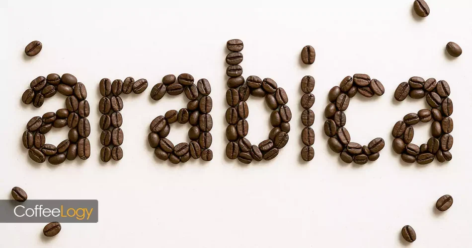 قهوه عربیکا در ارتفاعات؛ گیلاس رسیده، کشت سایه‌دار، طعم گُلی