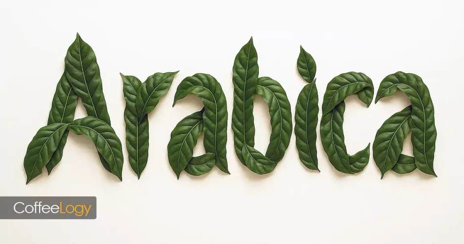 هیبرید و واریته‌ اصلاح شده قهوه عربیکا