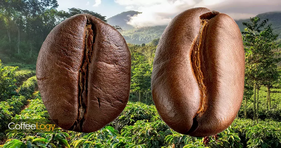 تفاوت قهوه عربیکا و روبوستا در طعم، کافئین و استخراج