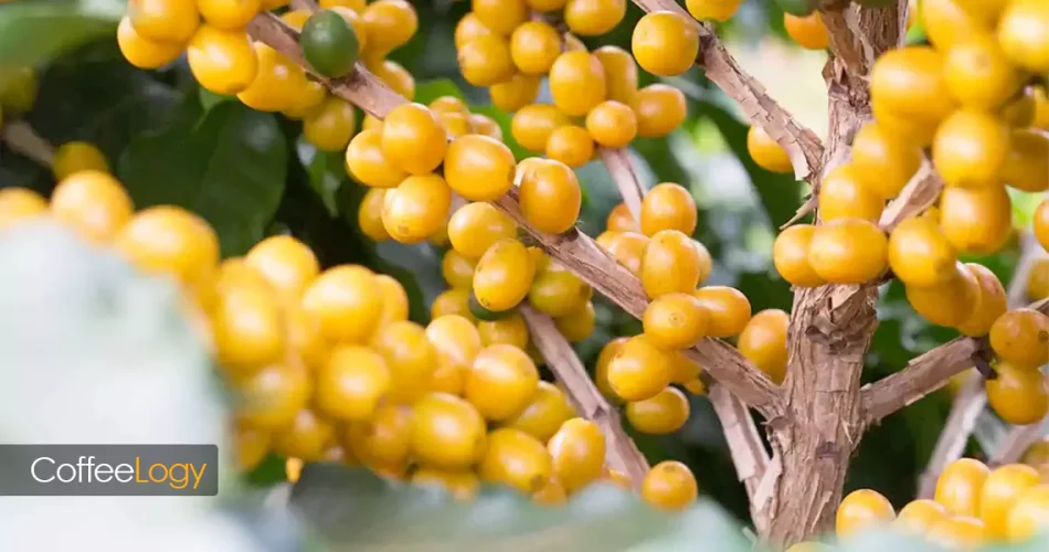 قهوه‌ بوربون