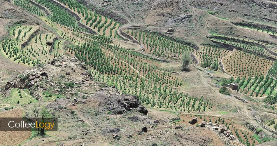 کشت قهوه در ایران چابهار شمال خوزستان اصفهان گلخانه روبوستا عربیکا