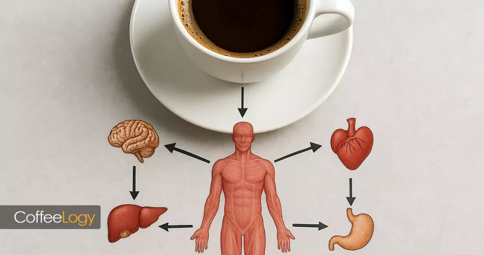 اینفوگرافی تاثیر قهوه بر بدن؛ مغز، قلب، کبد و گوارش