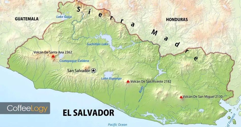 قهوه السالوادور