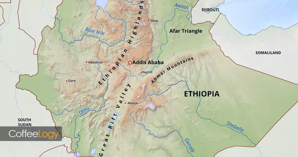 قهوه اتیوپی یرگاچف شسته خرید دانه عربیکا عطر گل مرکبات