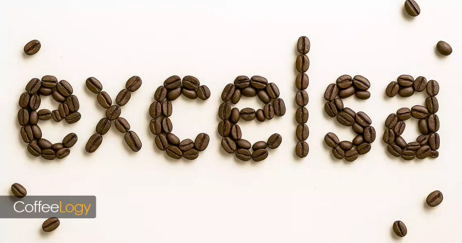 دانه‌های قهوه اکسلسا روی شاخه با پوست قرمز