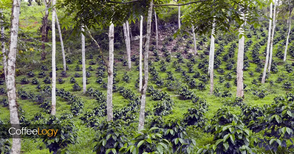 آینده کشت قهوه در جهان