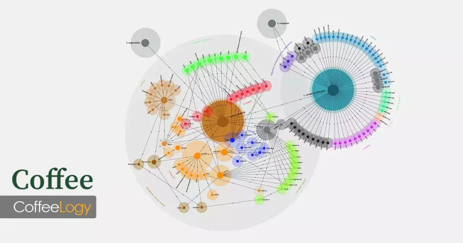 هیبرید و واریته اصلاح شده قهوه در مزرعه زیر سایه‌بان