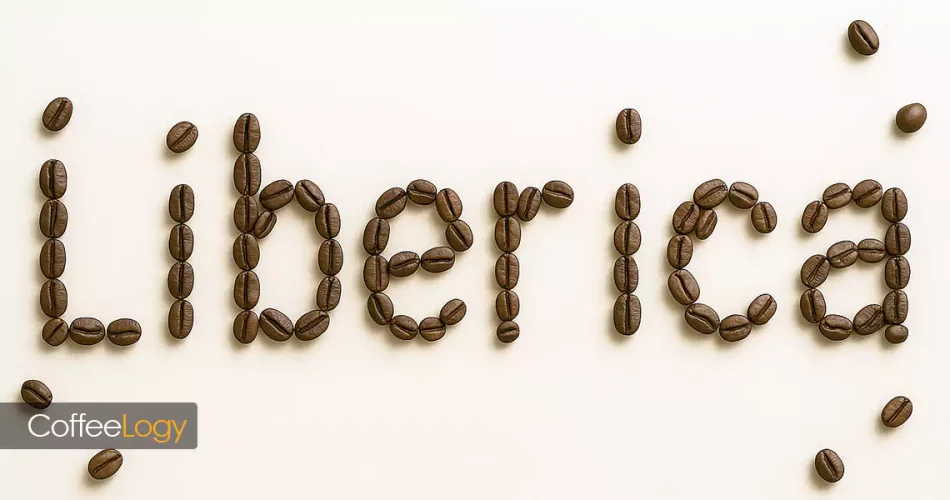 قهوه لیبریکا با دانه‌های درشت؛ اکسلزا، پروفایل گرمسیری و طعم متفاوت