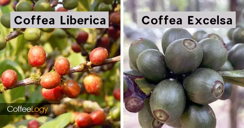 قهوه لیبریکا و اکسلسا؛ تفاوت طعم، منشاء، باراکو، اندونزی، فیلیپین