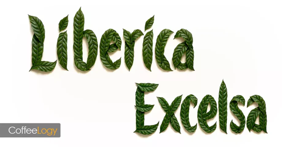 هیبرید و واریته اصلاح شده قهوه لیبریکا و اکسلسا