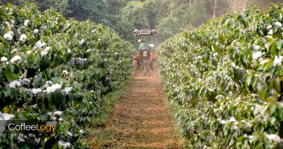 قهوه میکرولات و نانولات؛ تک‌خاستگاه نایاب با پروفایل طعمی خاص