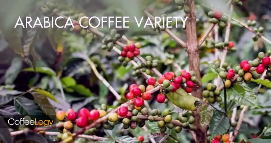 واریته های طبیعی قهوه عربیکا؛ تیپیکا، بوربون، گیشا، اتیوپی