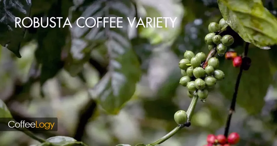 واریته های طبیعی قهوه روبوستا؛ نگاندا، اریکتا و کونیلون