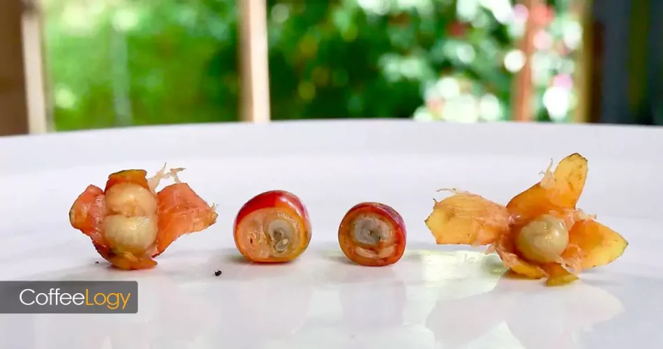 قهوه پی بری Peaberry PB عربیکا با طعم شفاف و شیرینی بیشتر