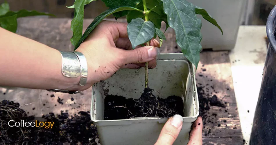 کاشت و نگهداری گیاه قهوه در خانه عربیکا