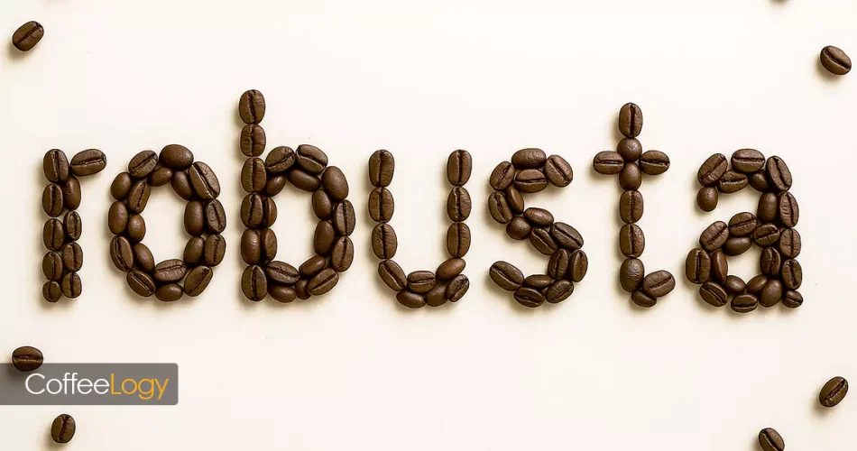 قهوه روبوستا Coffea canephora زیر سایه‌بان؛ دانه تازه مزرعه