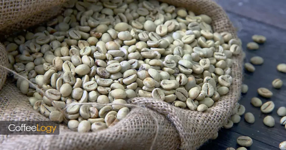 قهوه اسپشیالتی تازه‌برشت؛ امتیاز SCA بالا؛ واریته ممتاز