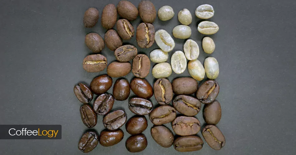تفاوت گونه و واریته قهوه: عربیکا، روبوستا، گشا، بوربون