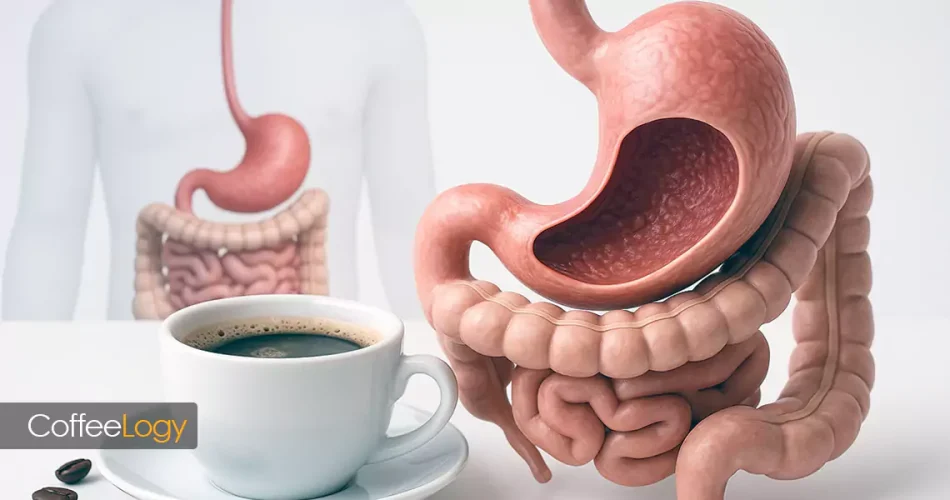 اثر مصرف قهوه بر معده و دستگاه گوارش