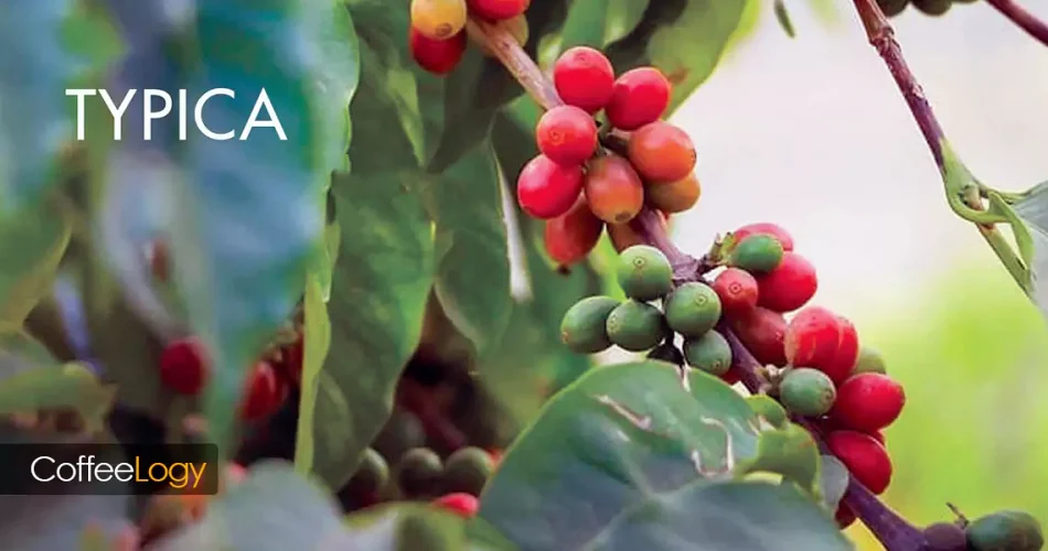 قهوه تیپیکا عربیکا، خرید دانه، طعم مرکبات، کارامل، شکلات، شسته