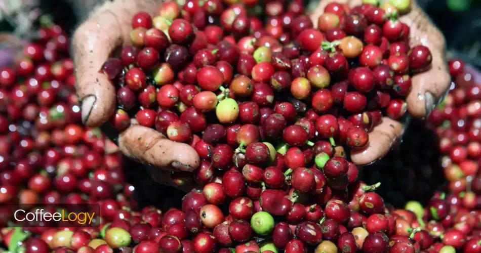 فراوری قهوه شسته، طبیعی و عسلی روی تخت‌های خشک‌کن