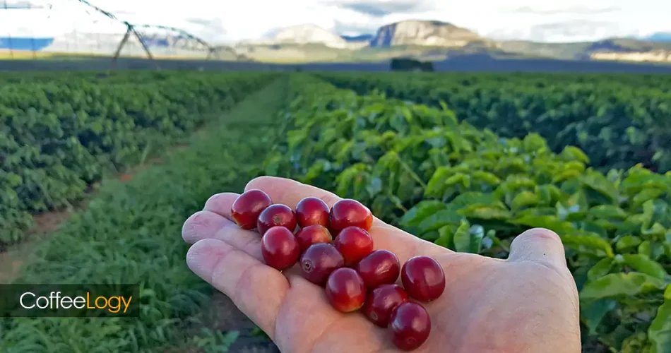 قهوه ارگانیک؛ خرید هوشمند با گواهی USDA و نکات فرآوری