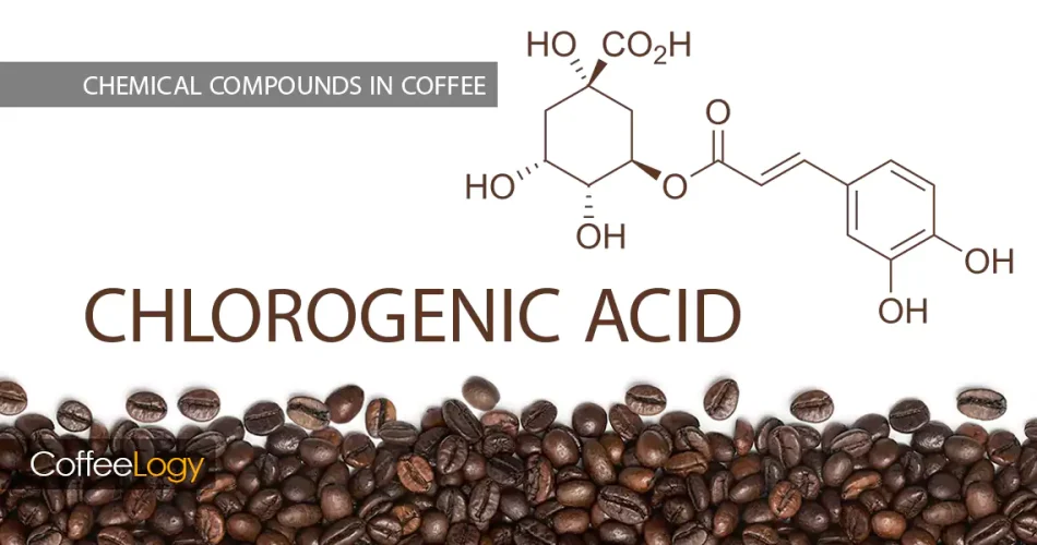 اسید کلروژنیک در قهوه، CGA آنتی‌اکسیدان اسیدیته رست تلخی متعادل