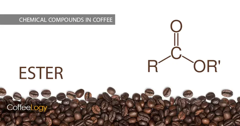 استرها در قهوه؛ یاس ترنج هلو آناناس میوه‌ای گل‌دار شفاف