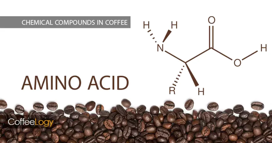 آمینواسیدهای آزاد در قهوه میلارد عطر نان‌توست پیرازین شکلات