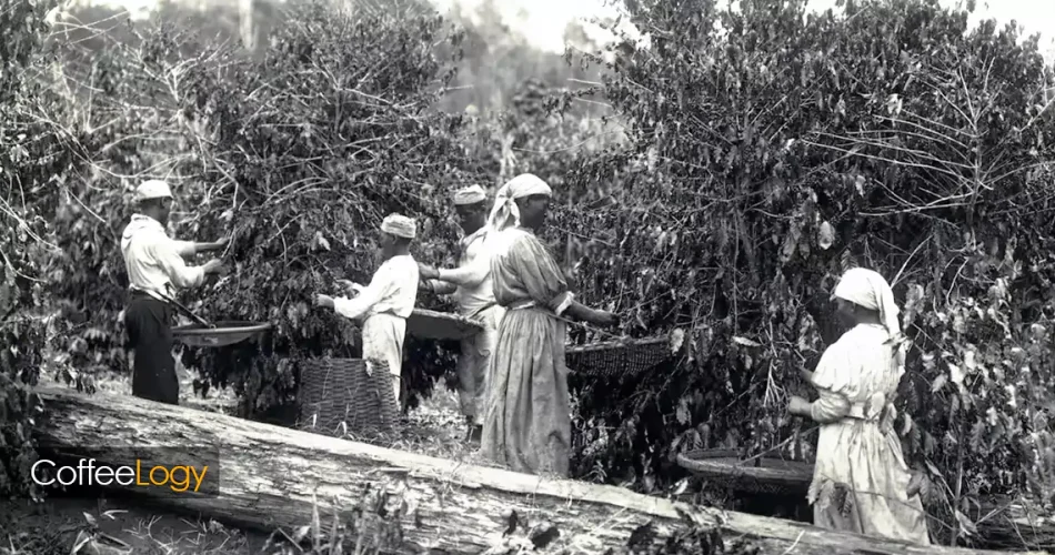 تاریخچه قهوه در آمریکای لاتین برزیل کلمبیا موج تخصصی فرآوری