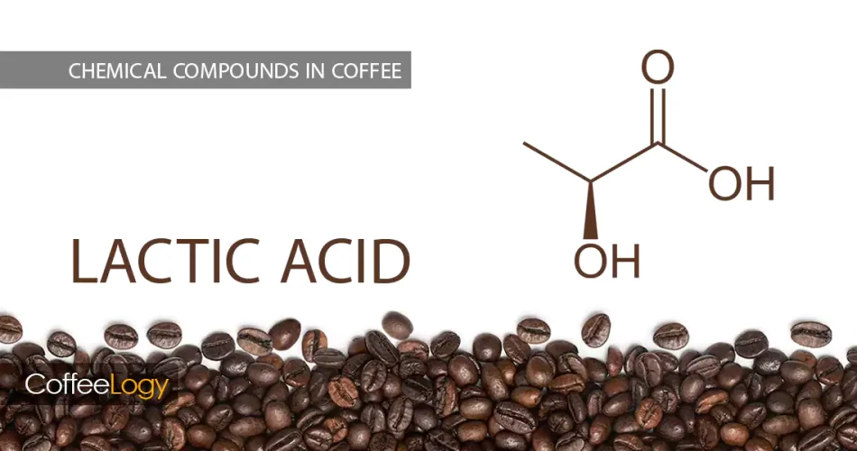 اسید لاکتیک در قهوه دهان‌مایه ابریشمی تخمیر شسته عسلی طبیعی