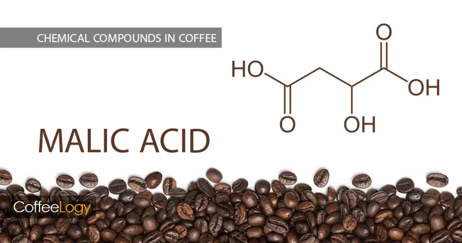 اسید مالیک در قهوه لیمویی سیب سبز فیلتر رست روشن