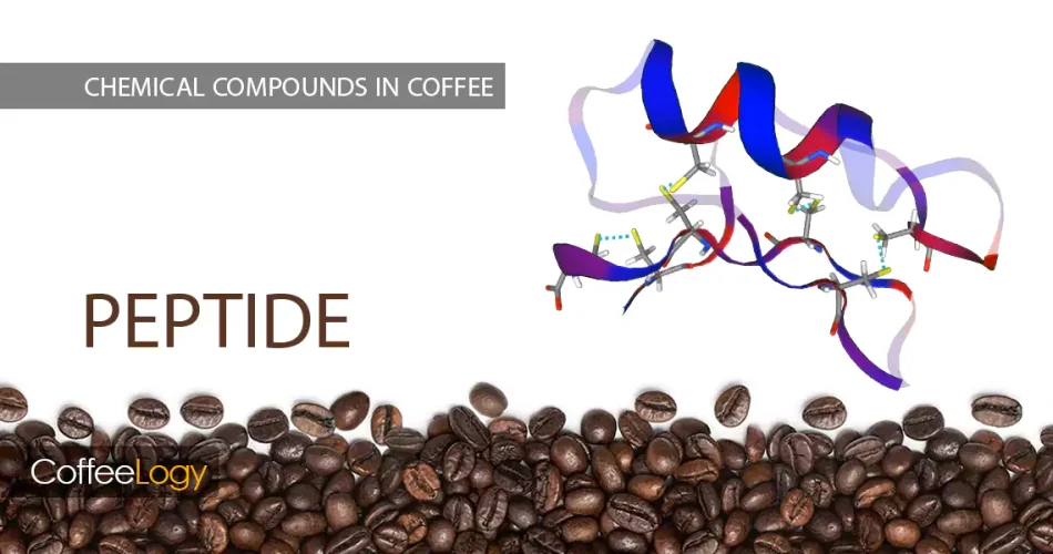 پپتیدها در قهوه تلخی بادی ملانوئیدین‌ها پلی‌ساکاریدها اسپرسو فیلتر کرما