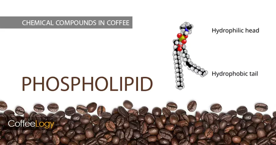 فسفولیپیدها در قهوه امولسیون کرما اسپرسو بادی فیلتر کاغذی فلزی