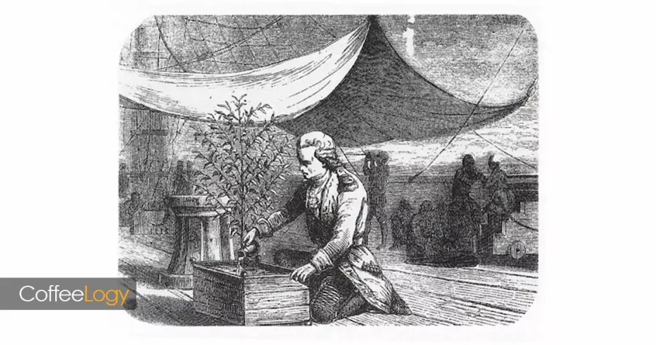 قاچاق قهوه از یمن تا جهان، دله موکا Typica Bourbon تاریخ