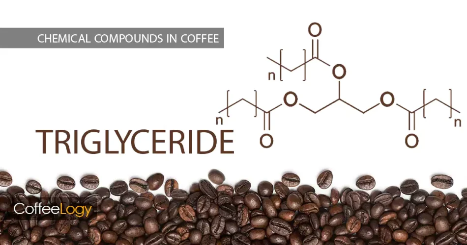 تری گلیسریدها در قهوه بادی کرما رایحه رُست فیلتر اسپرسو طبیعی